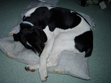 Blanding af racer MIKKEL <3  * Død :'( - sssssh........ Jeg sover  billede 13