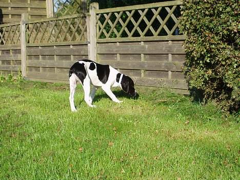 Blanding af racer MIKKEL <3  * Død :'( - er der en vej ud? ;b billede 14