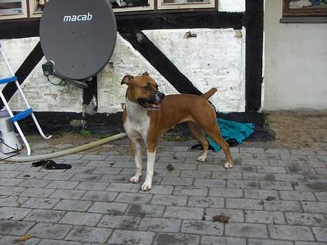 Blanding af racer stella billede 10