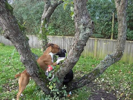 Blanding af racer stella billede 11