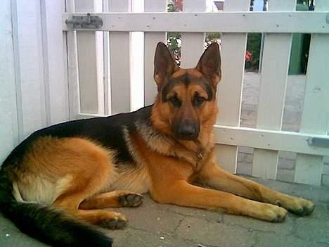 Schæferhund Nando - Nando på sin "vagtpost" ved havelågen billede 1