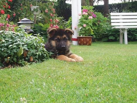 Schæferhund Nando - Nando 8 uger gammel billede 2