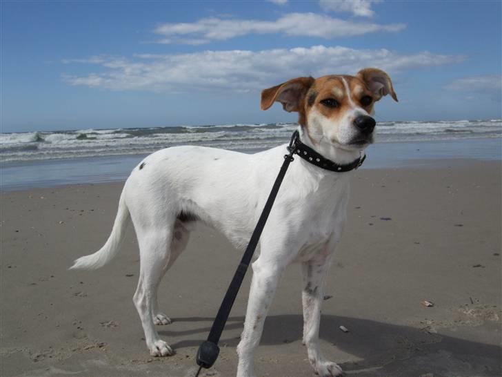 Dansk svensk gaardhund Awesome Joey - sommeren 2008 - på Vejers strand billede 16