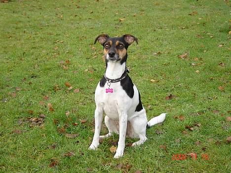 Dansk svensk gaardhund Awesome Spunk - 19. november på besøg hos mormor og morfar billede 15