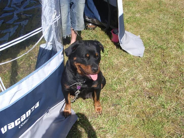 Rottweiler NALA<3R.I.P<3 - på weekend i saling sund  billede 1