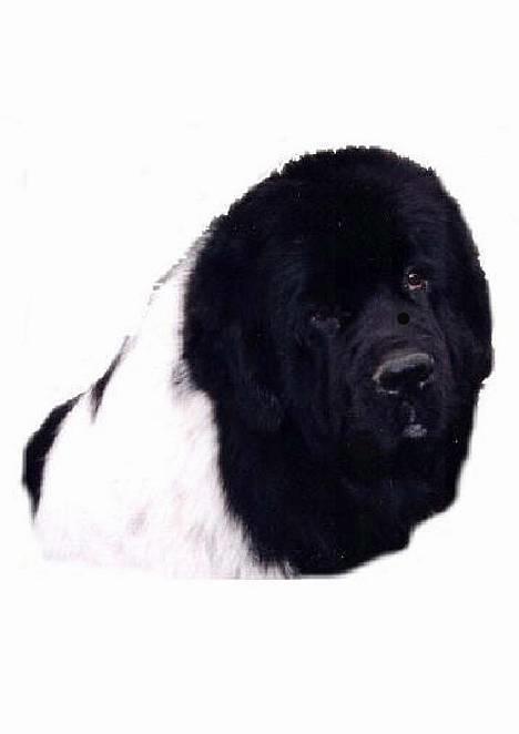 Newfoundlænder Viktor billede 1