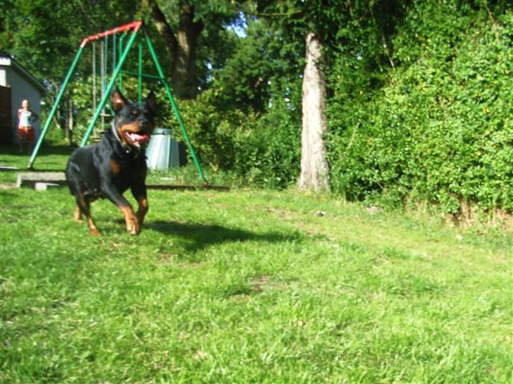 Rottweiler NALA<3R.I.P<3 - Nala jager bolden  billede 2