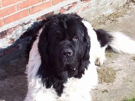 Newfoundlænder Viktor billede 2