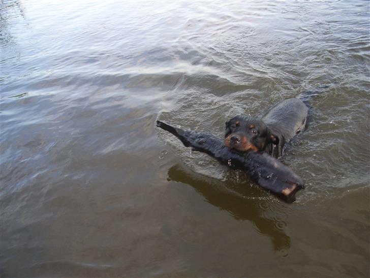 Rottweiler NALA<3R.I.P<3 - Nala elsker at svømme og gerne efter en bette pind  billede 3