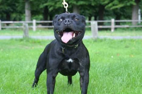 Staffordshire bull terrier Westlund Calle billede 6