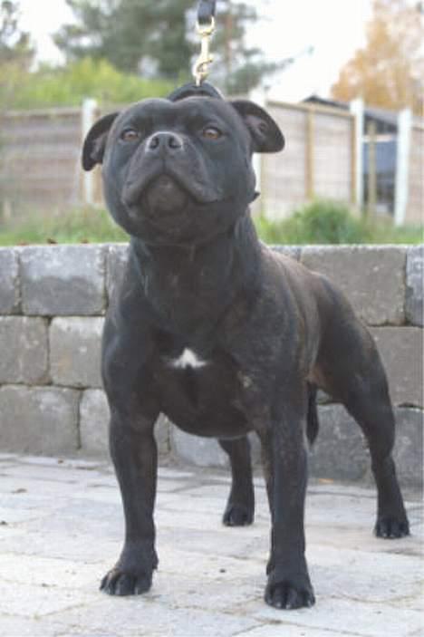 Staffordshire bull terrier Westlund Calle billede 8