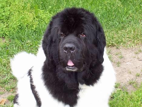 Newfoundlænder Viktor billede 3