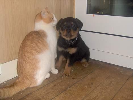 Rottweiler NALA<3R.I.P<3 - mon jeg bliver så stor som arnold  billede 4