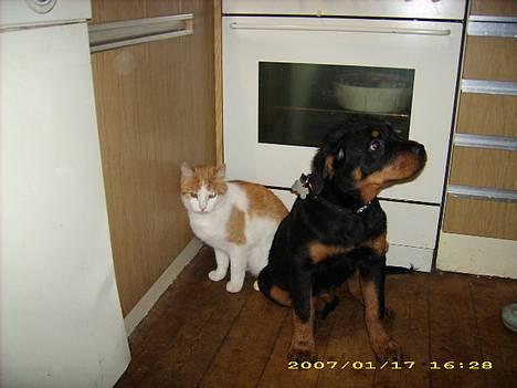 Rottweiler NALA<3R.I.P<3 - joo jeg blev jo osse støre end arnold s billede 5