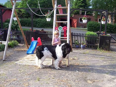 Newfoundlænder Viktor billede 4