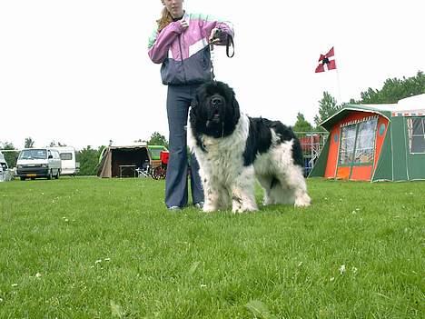 Newfoundlænder Viktor billede 5