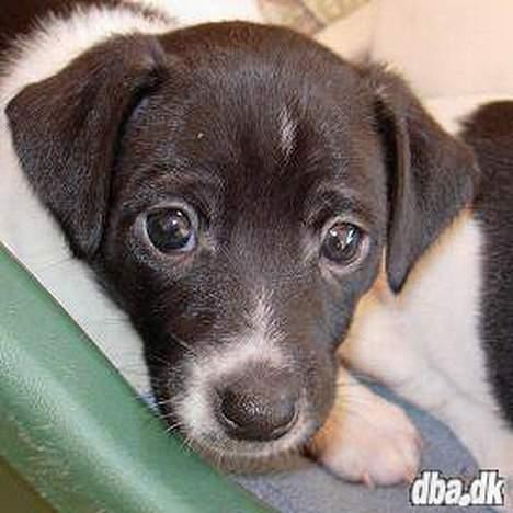 Dansk svensk gaardhund Cassie - *Cassie*  billede 1