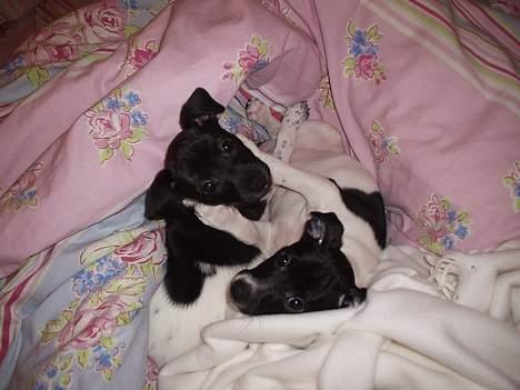 Dansk svensk gaardhund Cassie - Cassie med sin søster Lunar.. Cassie er hvid på næsen  billede 2