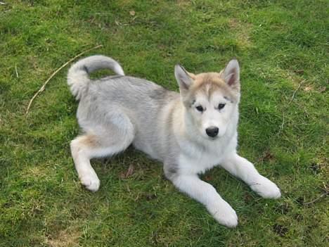Alaskan malamute Tkaya billede 5