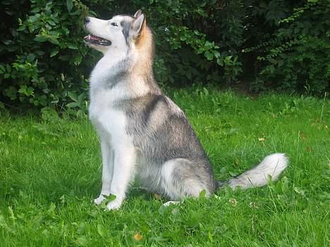 Alaskan malamute Tkaya - Se hvor pænt jeg kan sidde billede 6