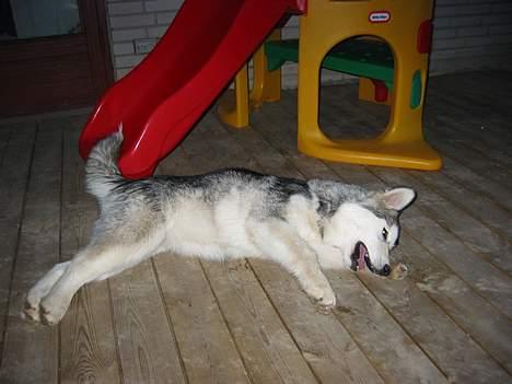 Alaskan malamute Tkaya - Jeg ligger altså lige og slanger mig billede 7