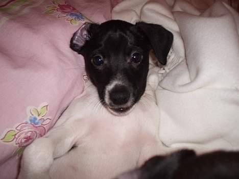 Dansk svensk gaardhund Cassie - Cassie.. du er på..! billede 3