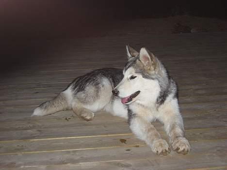 Alaskan malamute Tkaya billede 8