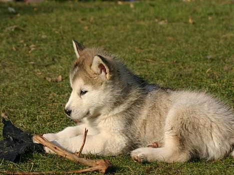 Alaskan malamute Tkaya billede 9
