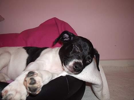 Dansk svensk gaardhund Cassie - Ja.. dagen kan være lang.. men så nupper man da bare lige en lur.. billede 4