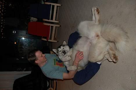 Alaskan malamute Tkaya - Rå hygge med farmand billede 10