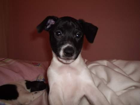 Dansk svensk gaardhund Cassie - Cassie med stolthed..   billede 5