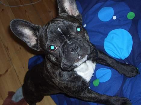 Fransk bulldog Carla - vill gerne op i sengen.... billede 1