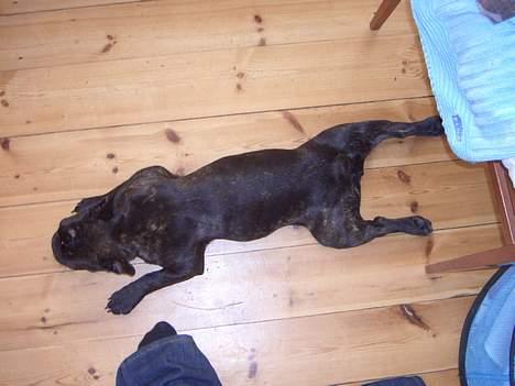 Fransk bulldog Carla - trött.... billede 2