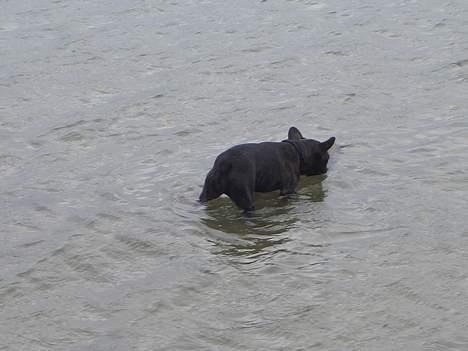 Fransk bulldog Carla - badtur billede 3