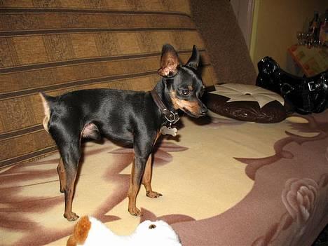 Prazsky krysarik Dolchie - Kan du få øje på mig? billede 20