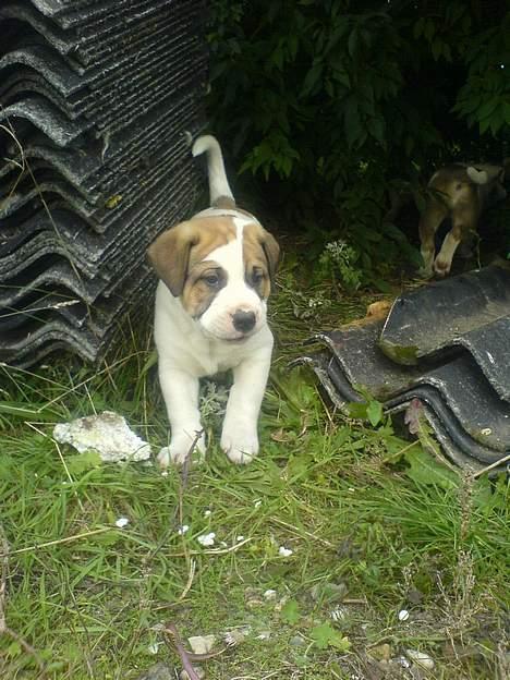 Blanding af racer Cali - jeps verden er min :-) billede 15