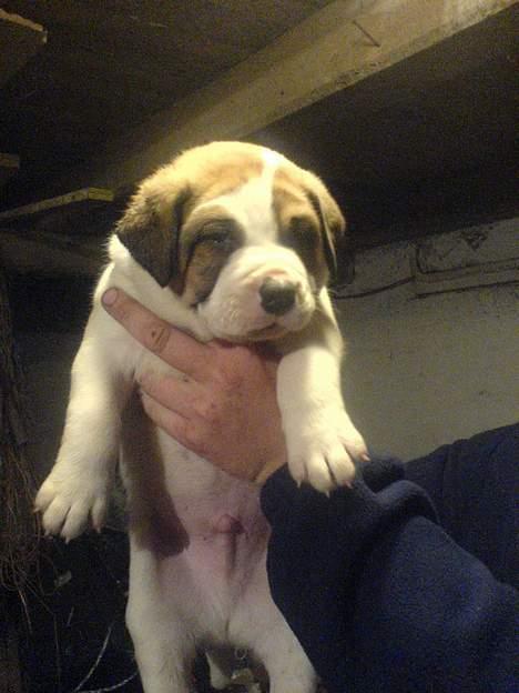 Blanding af racer Cali - Cali-baby 5 uger  billede 16