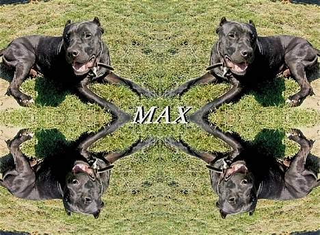 Amerikansk staffordshire terrier +max+ billede 19