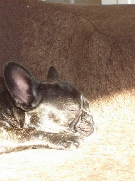 Fransk bulldog Carla - ëlsker solen billede 5