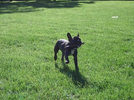 Fransk bulldog Carla billede 6