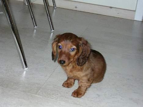 Dværggravhund Oscar - Har Lig Fået Ham:D billede 1