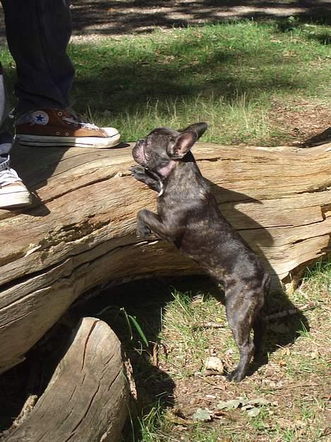 Fransk bulldog Carla - det är kul att leka i skogen billede 7