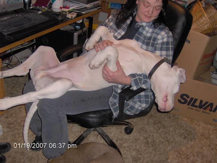 Dogo argentino Tyson - Ja, hvad gør man når man har en hund på 52 kilo, men som selv tror han vejer 2,5?? billede 7