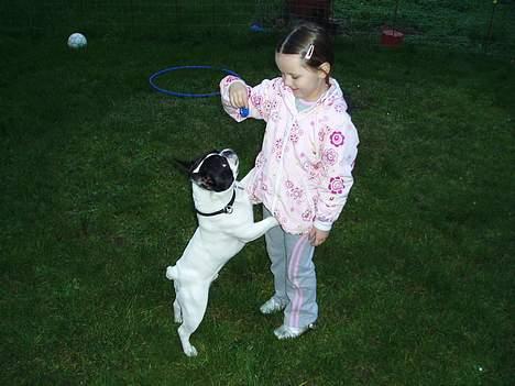 Fransk bulldog Grisepjok - Gi mig den så !!! billede 17