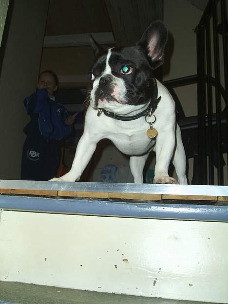 Fransk bulldog Grisepjok - Puha, skal jeg virkelig ned af alle de trappetrin. billede 18