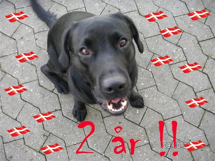 Labrador retriever Dico - Hvornår mon jeg skal have mad igen billede 1