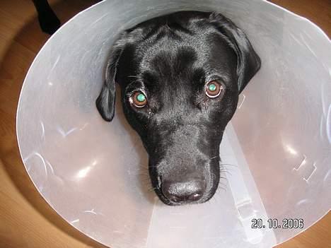 Labrador retriever Dico - Nu vil jeg snart have den af!!! billede 2