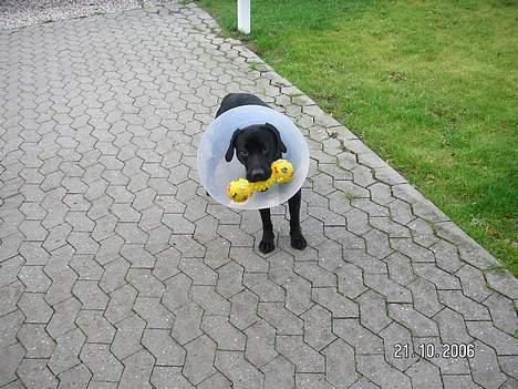 Labrador retriever Dico - Jeg kan stadig lege selvom jeg har skærm på billede 3