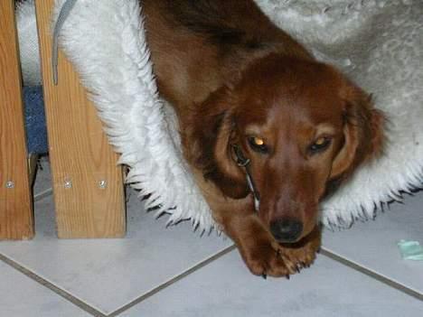 Dværggravhund Oscar - har lig været inde at få en morfar billede 2