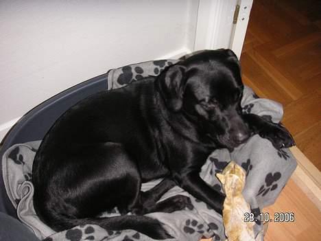 Labrador retriever Dico - Dejligt at slaaaaape af billede 5